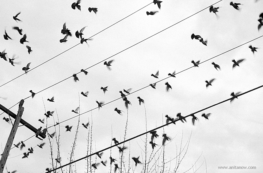 Birds of Union and 23rd Street ( series: 35mm film work revisited).