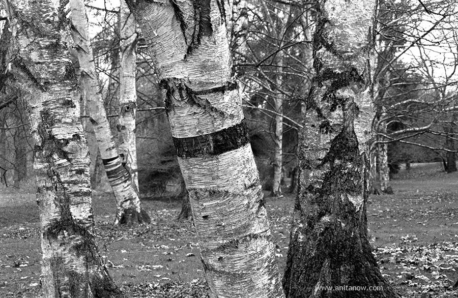 Dancing trees 35mm film