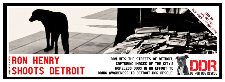 A Project: Bringing awareness to the Detroit’s stray dog problem.
