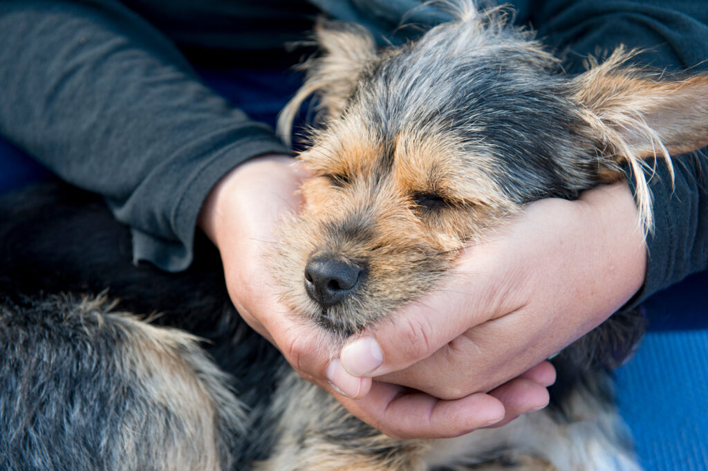 Lifestyle Photographer, Anita Nowacka. Photography Photo of dog's face in loving hands